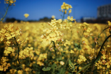 넓은 들판에 가득 피어있는 노란 유채꽃