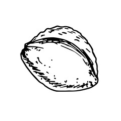Simple hand-drawn vector ink sketch. Apricot pits, seeds, nuts. Fruit trees, nature.
