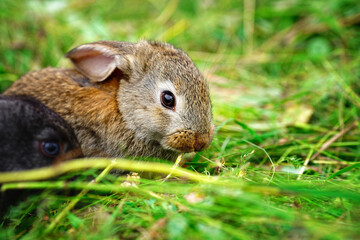 A small rabbit eats grass. Portrait of a fluffy and charming pet for a calendar or postcard.