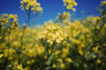 넓은 들판에 가득 피어있는 노란 유채꽃