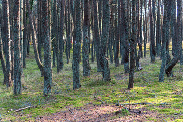 Dancing forest on the Curonian Spit in the Kaliningrad region, Russia. Pine forest with unusually twisted trees in the park on the Curonian Spit.