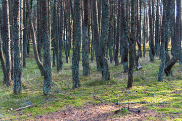 Fototapeta premium Dancing forest on the Curonian Spit in the Kaliningrad region, Russia. Pine forest with unusually twisted trees in the park on the Curonian Spit.