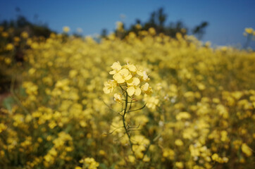 넓은 들판에 가득 피어있는 노란 유채꽃