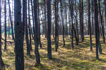 Dancing forest on the Curonian Spit in the Kaliningrad region, Russia. Pine forest with unusually twisted trees in the park on the Curonian Spit.