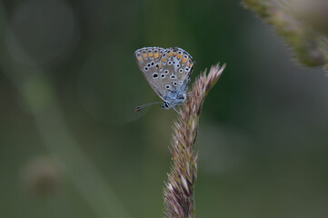 Small gray and blue butterfly with orange and black spots