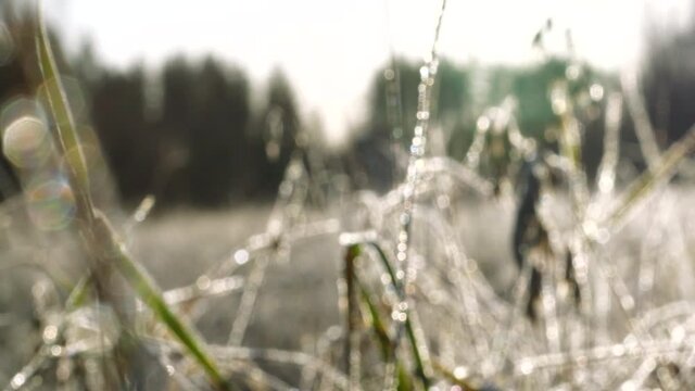Frozen grass on wild field, frosty winter morning, abstract, rack focus to defocused