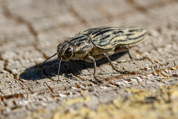 beetle sculptured pine borer (Chalcophora angulicollis or mariana) on wood cut