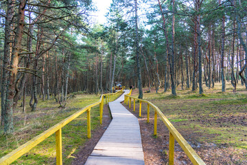 Dancing forest on the Curonian Spit in the Kaliningrad region, Russia. Pine forest with unusually...