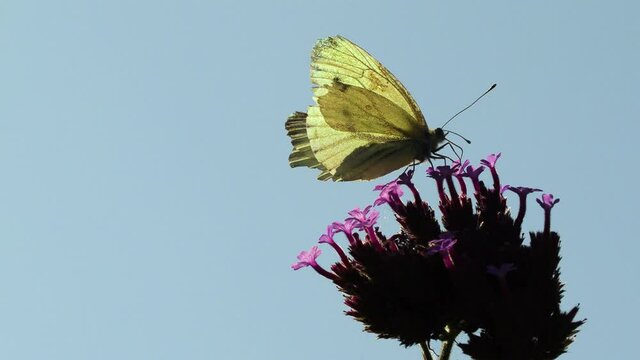 Side View of White Butterfly on Purple Flower Close Up