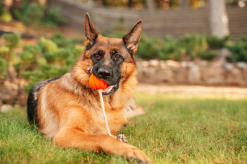 German shepherd dog playing with an orange ball in its mouth. Portrait of a playing purebred dog in summer park.
