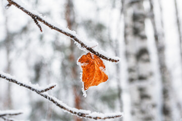 Yellow birch leaf covered with frost around the perimeter, against the background of a winter forest