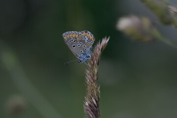 Small gray and blue butterfly with orange and black spots