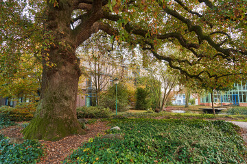 Westerstede, Germany - November 07, 2020:impressive trunk and branches of a beautiful old oak tree during autumn season in the city park "Thalenweide"