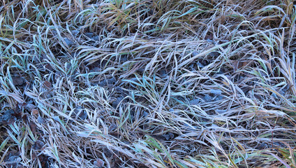 grass covered with frost for background