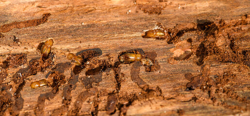Fototapeta na wymiar stages of European spruce bark beetle (Ips typographus) in damaged wood with its corridors and chambers
