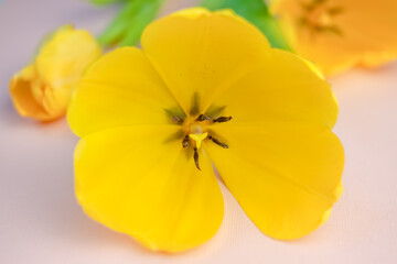Obraz na płótnie Canvas Yellow tulip flower with pink light background horizontal