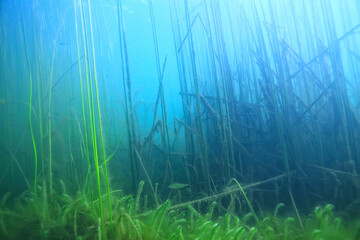 Fototapeta na wymiar sun rays river underwater landscape / abstract underwater landscape plants fresh ecosystem