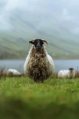Schilderijen op glas Scottish Blackface sheep at Talisker Bay on the Isle of Skye in Scotland © Rawpixel.com