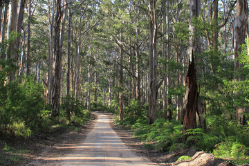 Forest in the South West of Australia, in the Margaret River region, Western Australia.