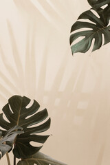 Tropical Monstera leaves with palm leaves shadow