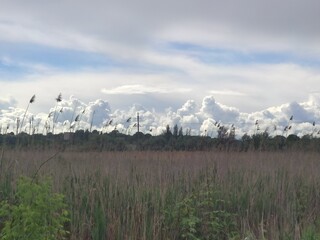 field of grass and sky