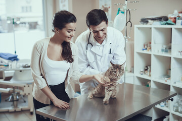 Male veterinarian examines cat that sits on table.