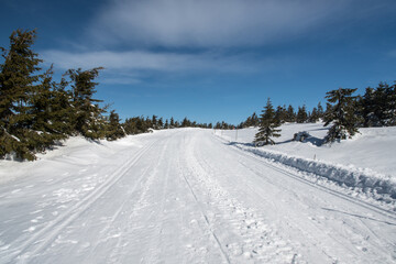 Obraz premium Snow covered road with small trees and blue sky bellow Praded hill in Jeseniky mountains in Czech republic