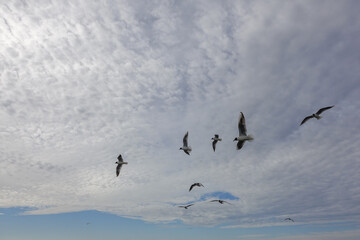 Sky replacement material. Sky with birds.