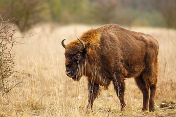 majestic European bison (Bison bonasus) runs across the plain in the wilderness