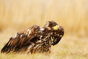 male White-tailed eagle, (Haliaeetus albicilla) walks across the ground in the low grass, it is a...