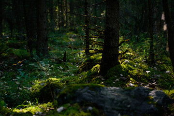 Green moist undergrowth in summer forest, permeated with sunlight. Wet moss, grassy soil, twilight of the taiga morning. Plant background.