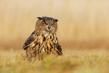male Eurasian eagle-owl (Bubo bubo) sitting on the ground in the low grass, beautiful portrait
