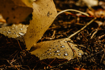 Beautiful drops of transparent rainwater on yellow leaf.Raindrops texture in nature.Rainy weather...