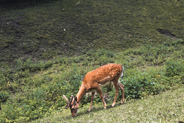 Sika deer female eating grass