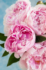 Beautiful pink peony flowers on blue stone background. Close up. Top view. Flower background.