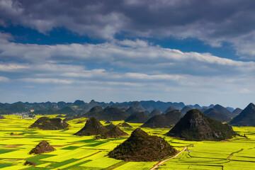 中国云南曲靖罗平油菜花