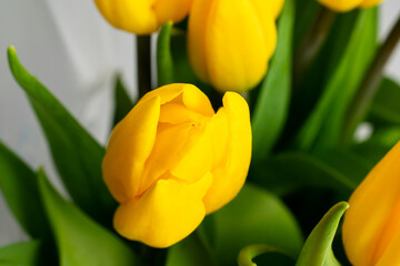Bouquet of beautiful yellow tulips