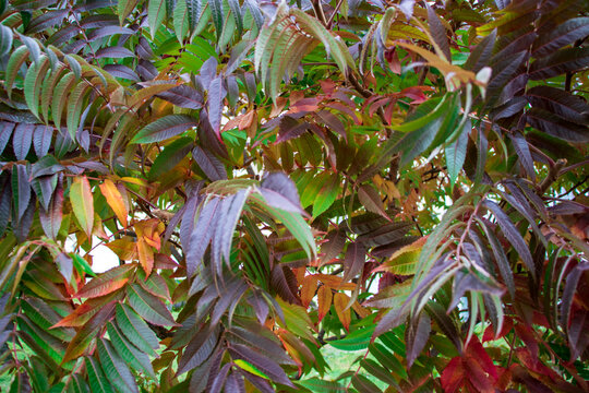 Sumakh is a vinegar tree. The crown of a lush autumn tree. Bright autumn colors. Natural natural background