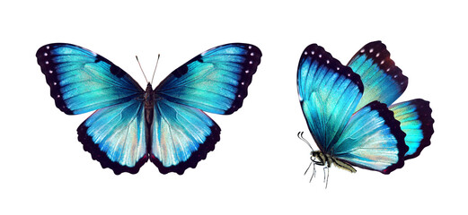 Set two beautiful blue turquoise tropical butterflies with wings spread and in flight isolated on...