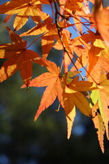 奈良公園の紅葉