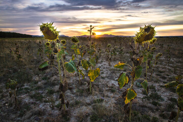 Sunset in a field of dried sunflowers