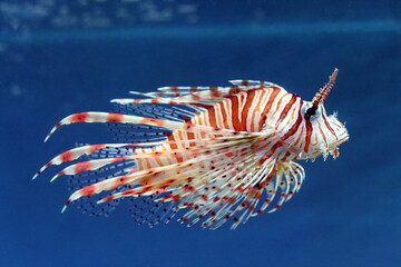 Fish in the water of the aquarium close-up