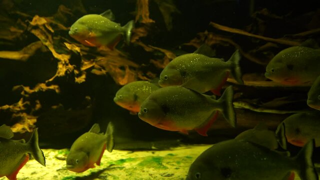 South American Pygocentrus cariba or black spotted piranha shoal swimming in a shoal - 4k tripod
