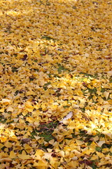 銀杏の背景素材