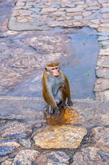 Ceylon monkeys, looking surprised look