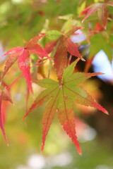奈良公園の紅葉