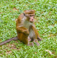 Ceylon monkeys, looking surprised look
