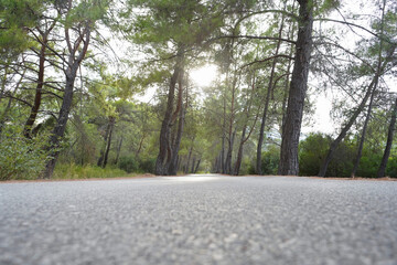 Road in pine forest with sunlight, low angle. Trip, adventure, travel concept. Copy space