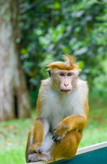 Ceylon monkeys, looking surprised look