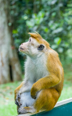 Ceylon monkeys, looking surprised look